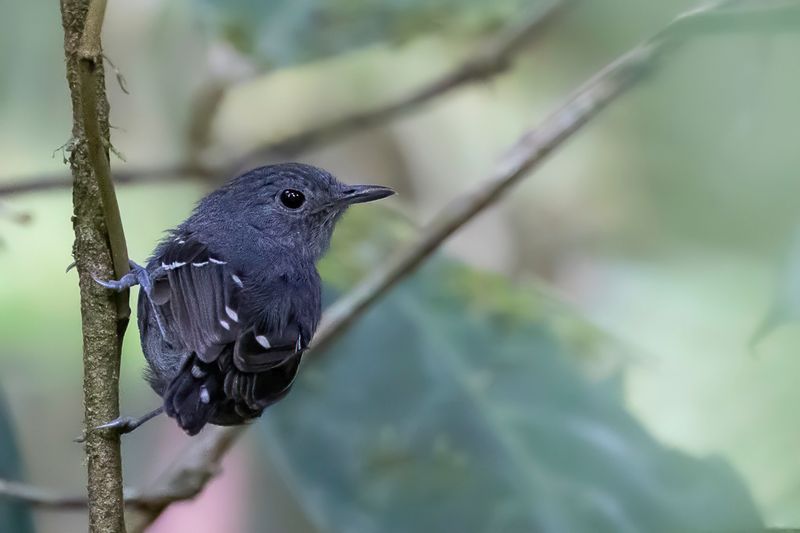 Plain-throated Antwren