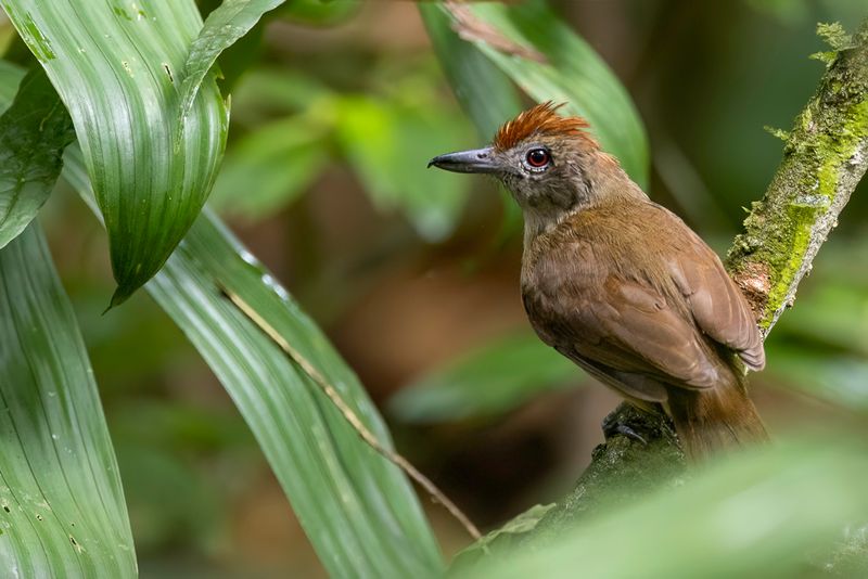 Plain-winged Antshrike (f)
