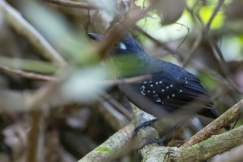 Plumbeous Antbird