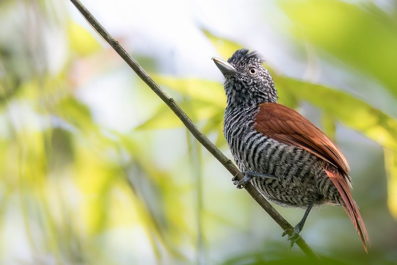 Chestnut-backed Antshrike