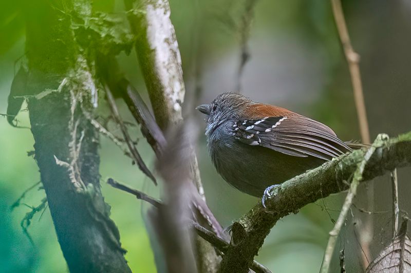 Rufous-backed Stipplethroat