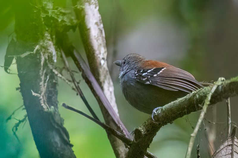 Rufous-backed Stipplethroat