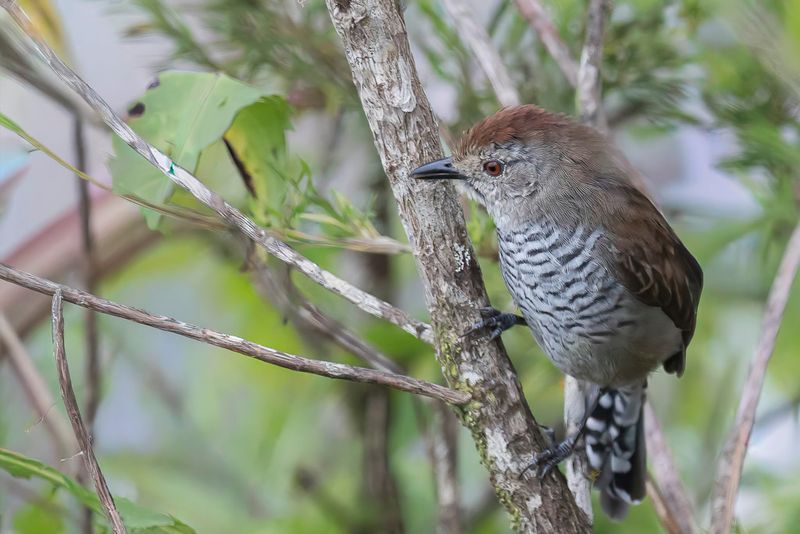 Rufous-capped Antshrike