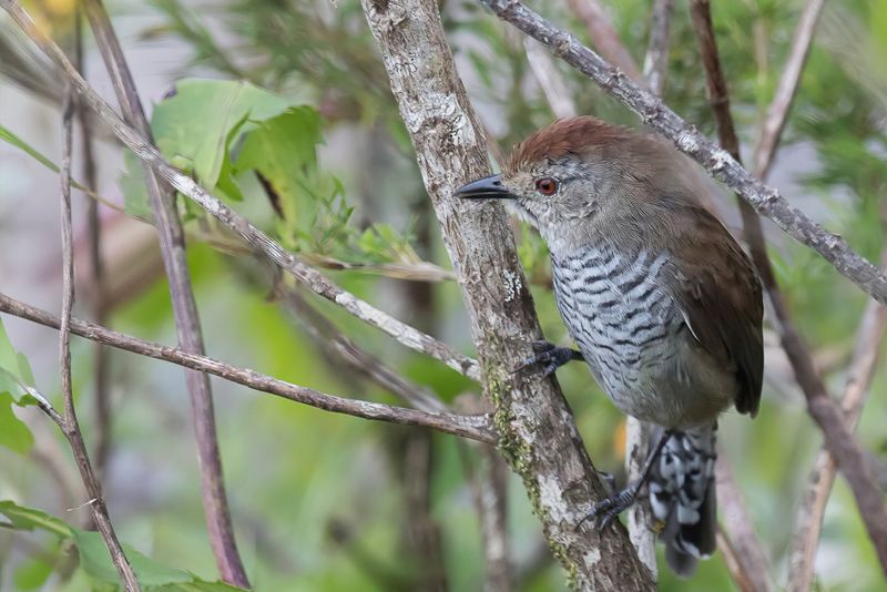 Rufous-capped Antshrike
