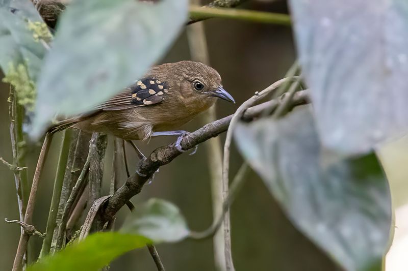 Rufous-tailed Stipplethroat (f)