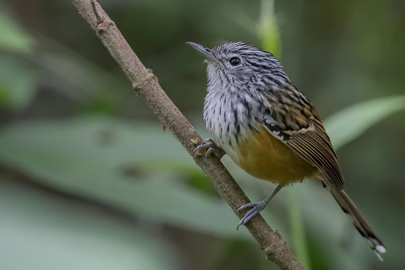 Santa Marta Antbird (m)