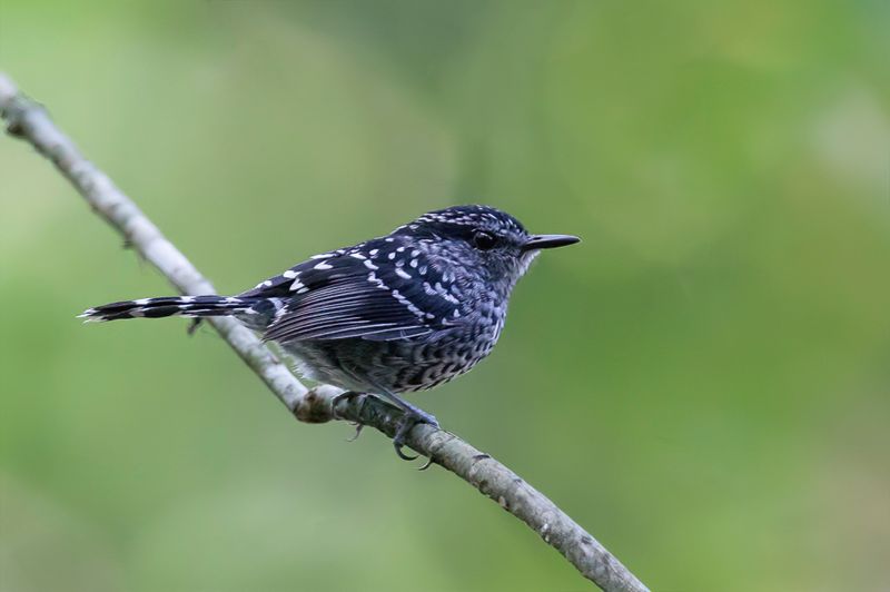 Scaled Antbird