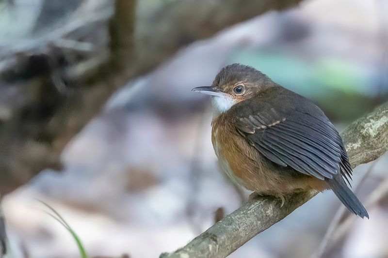 Silvered Antbird (f)