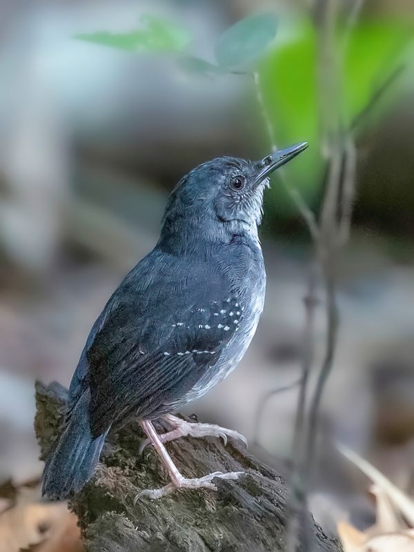 Silvered Antbird (m)