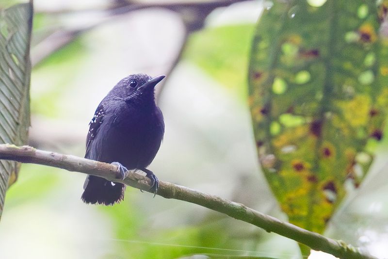 Slaty Antwren (m)