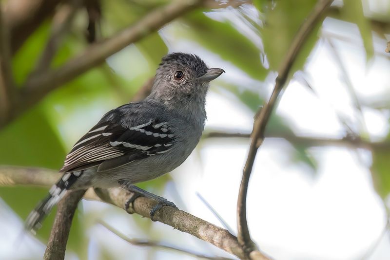Sooretama Slaty Antshrike (m)
