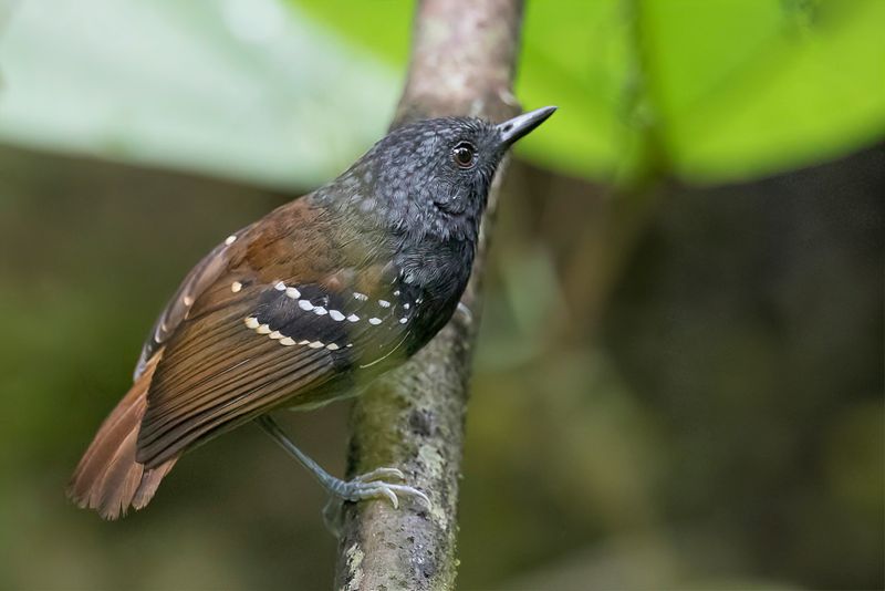 Southern Chestnut-tailed Antbird