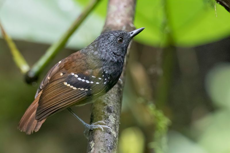 Southern Chestnut-tailed Antbird