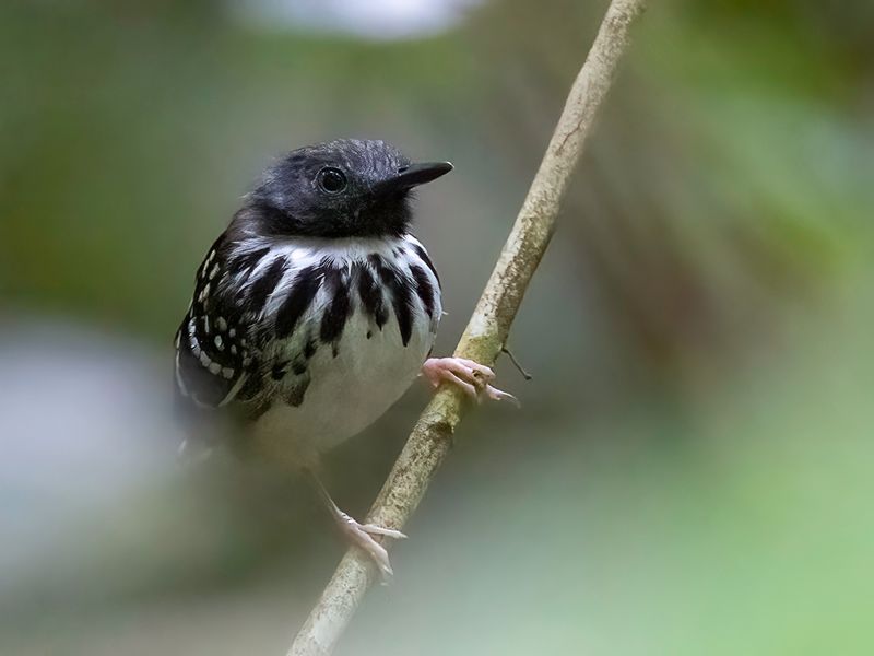 Spot-backed Antbird (m)