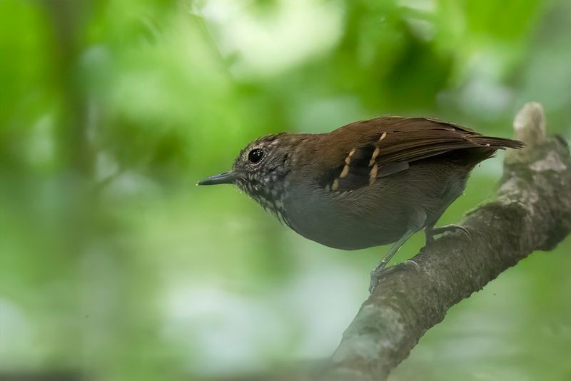 Star-throated Antwren (f)