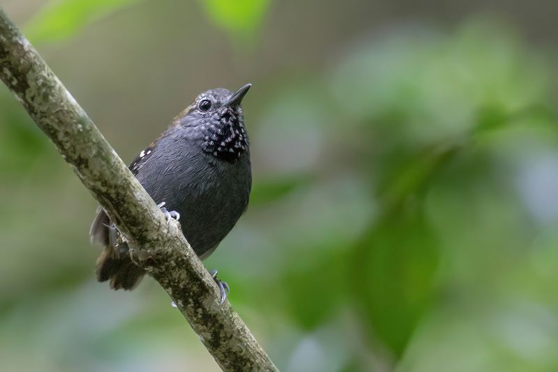 Star-throated Antwren (m)