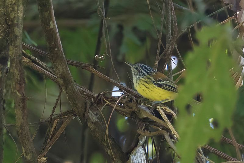 Streak-capped Antwren
