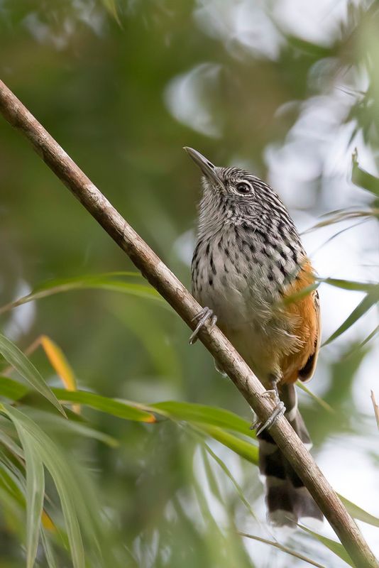 Streak-headed Antbird