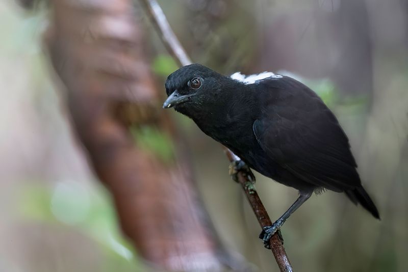 Stub-tailed Antbird