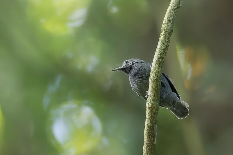 Unicolored Antwren