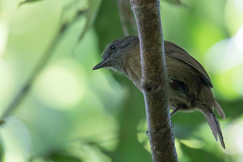 Uniform Antshrike (f)