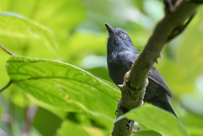 Uniform Antshrike (m)