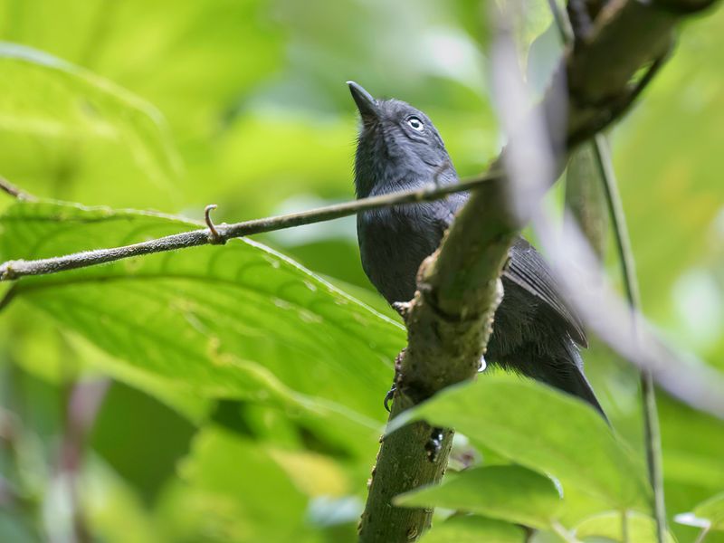 Uniform Antshrike (m)