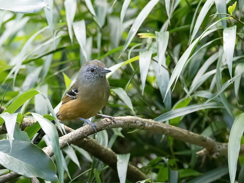 Variable Antshrike (f)