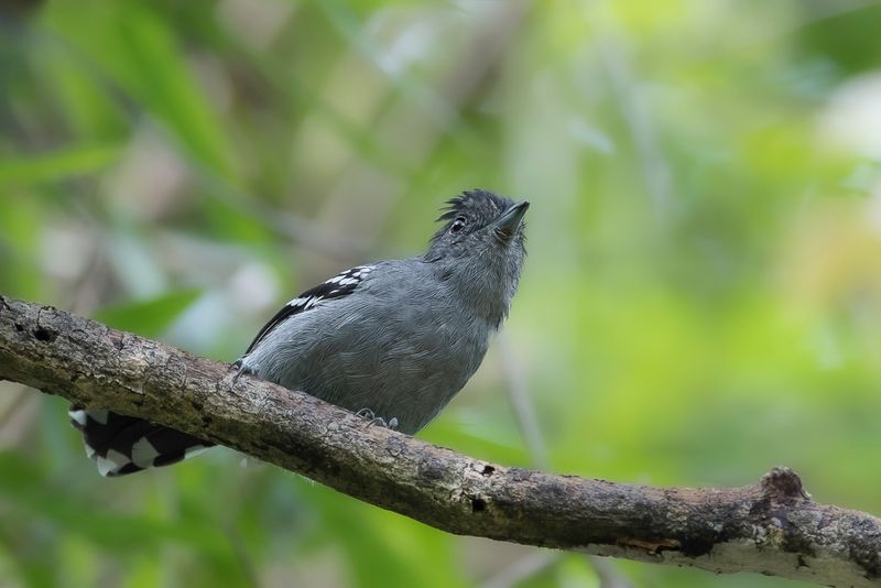 Variable Antshrike (m)