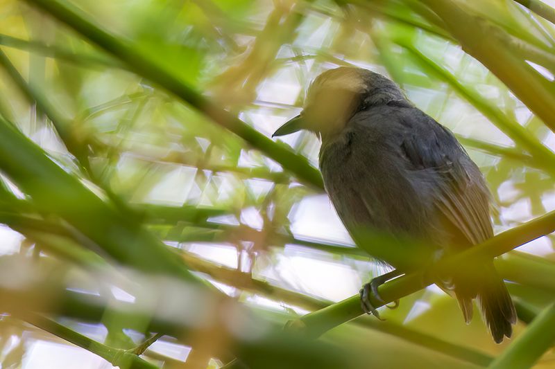 White-browed Antbird