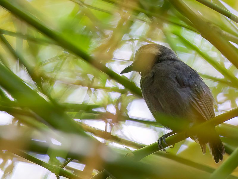 White-browed Antbird