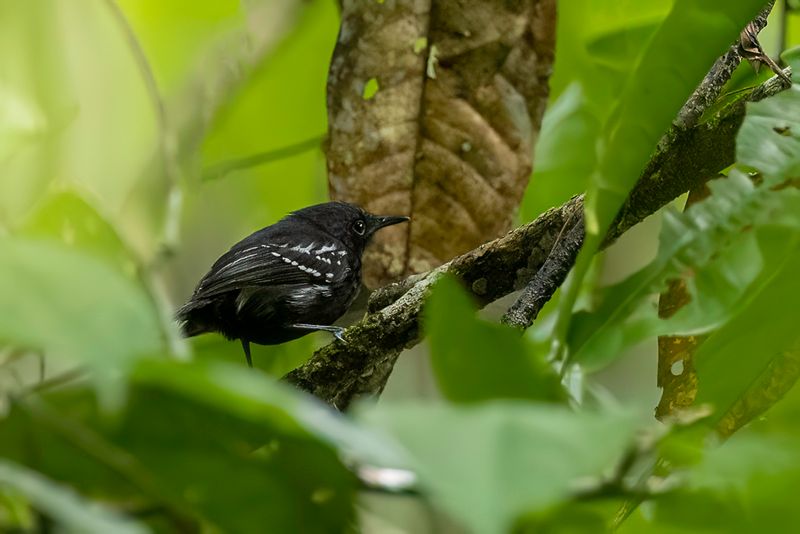 White-flanked Antwren