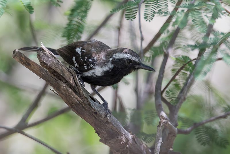 White-fringed Antwren (m)