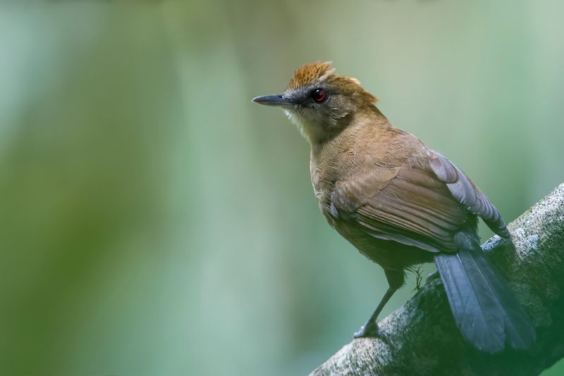 White-shouldered Fire-eye (f)