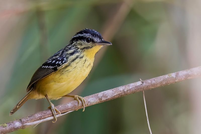 Yellow-breasted Warbling Antbird