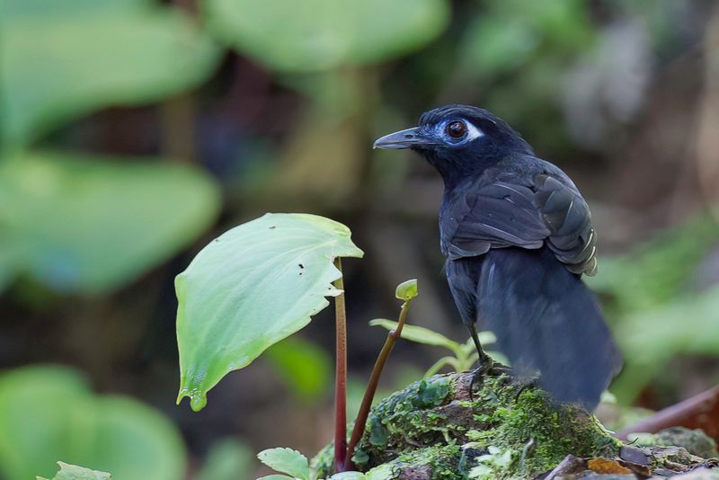 Zeledon's Antbird
