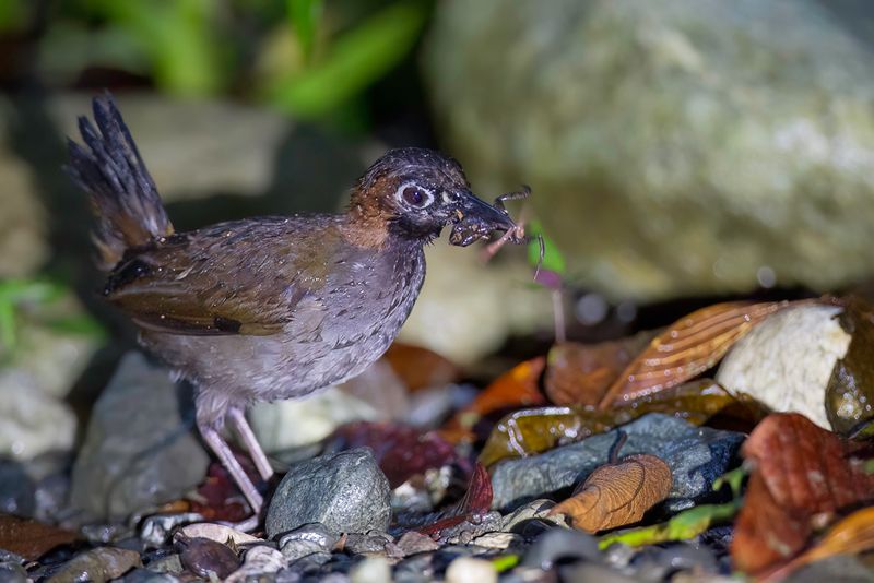 Black-faced Antthrush
