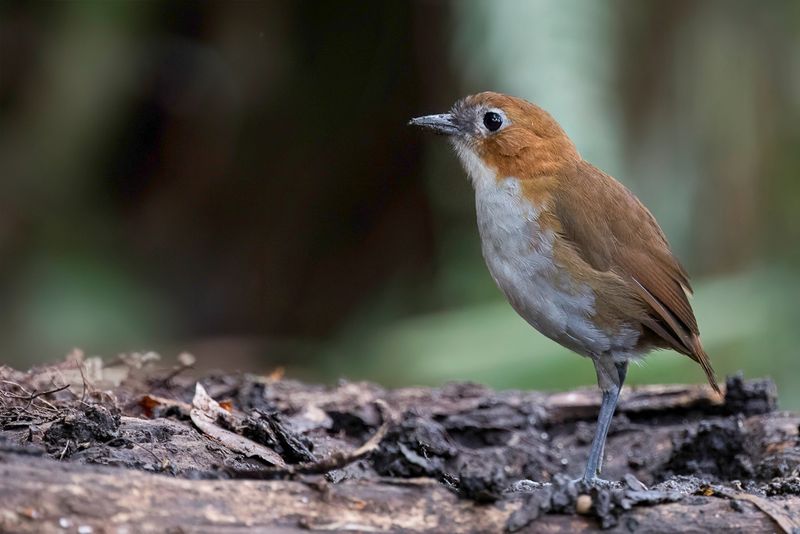 123 Grallariidae - Antpittas