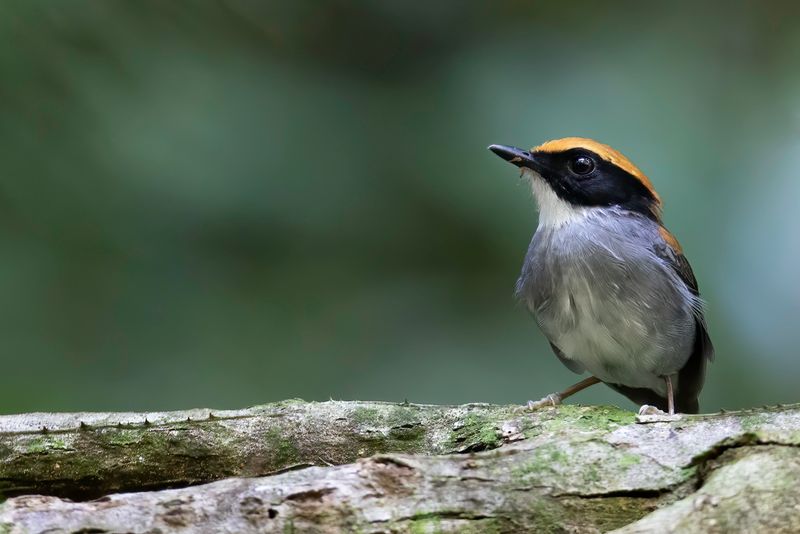 Black-cheeked Gnateater