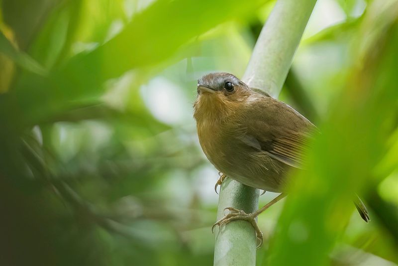 Rufous Gnateater
