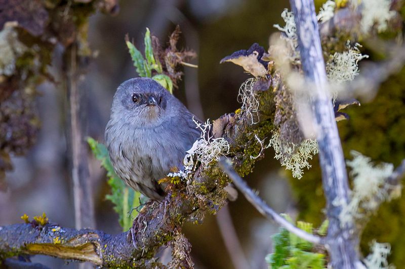 Ancash Tapaculo