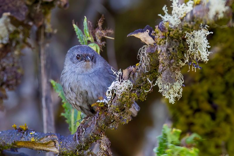 Ancash Tapaculo