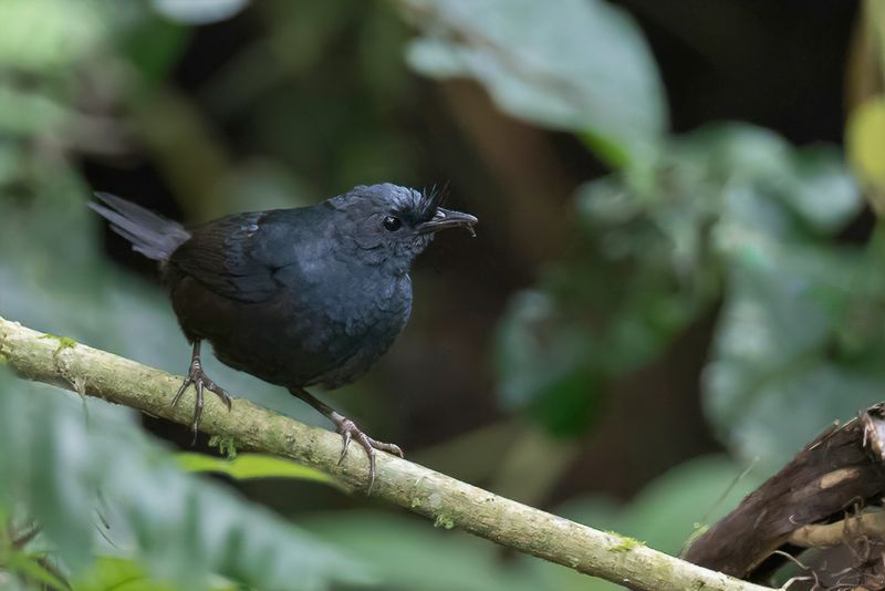 Slaty Bristlefront