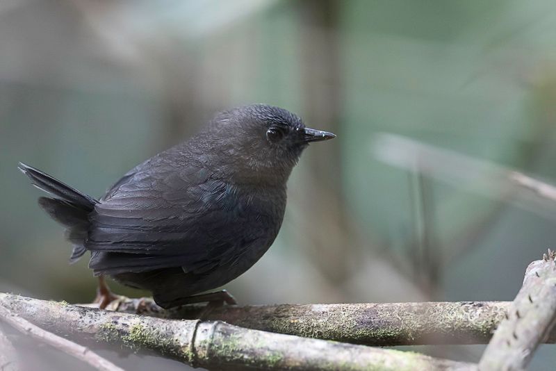 Tschudi's Tapaculo