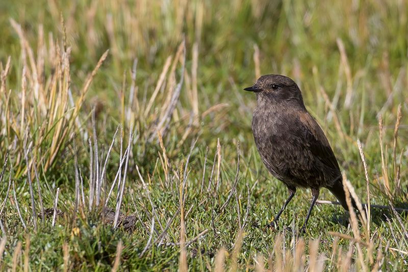 Andean Negrito (f)