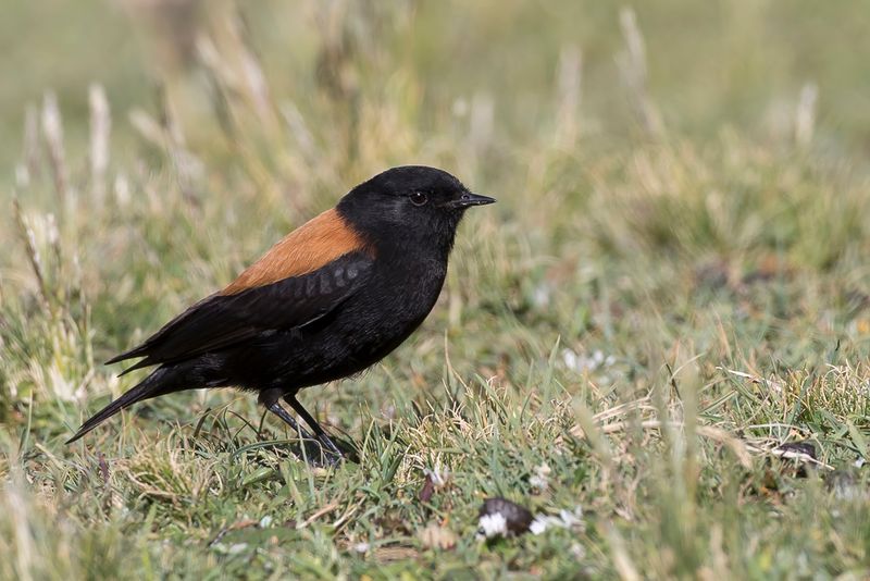 Andean Negrito (m)