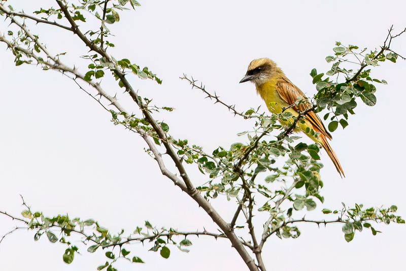 Baird's Flycatcher