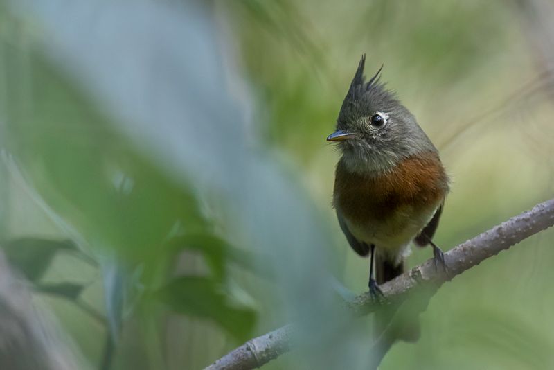 Belted Flycatcher