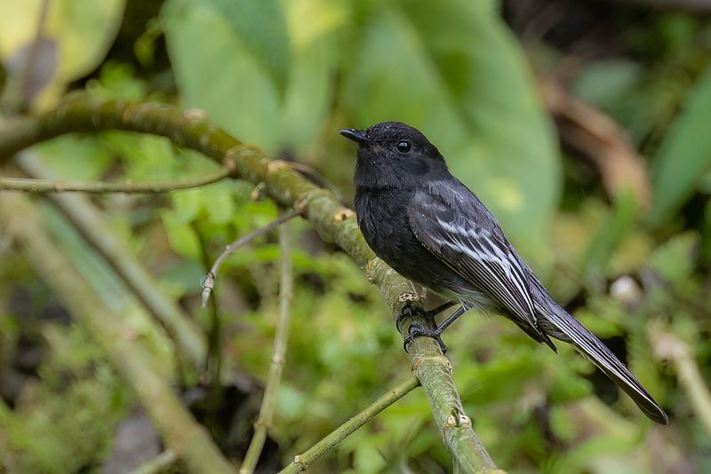 Black Phoebe