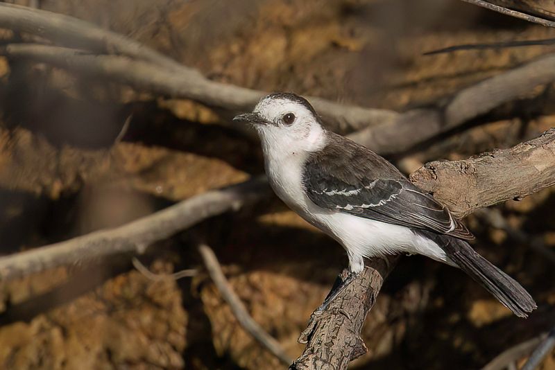 Black-backed Water Tyrant